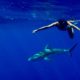 Hawaii: Schnorcheln mit Haien